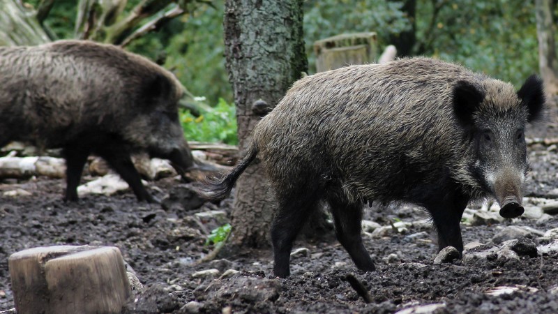 Wild Pigs Carry Diseases