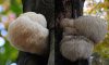 What is Lion’s Mane good for?