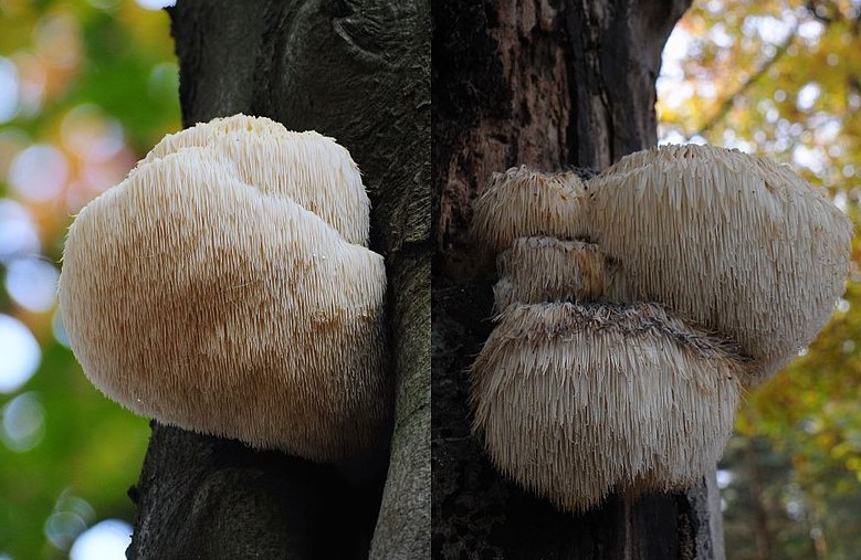 hericium-erinaceus-1P