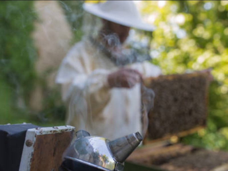Beekeepers also suggest wearing protective gear