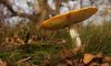 Research studies investigating potential therapeutic benefits of Amanita Muscaria