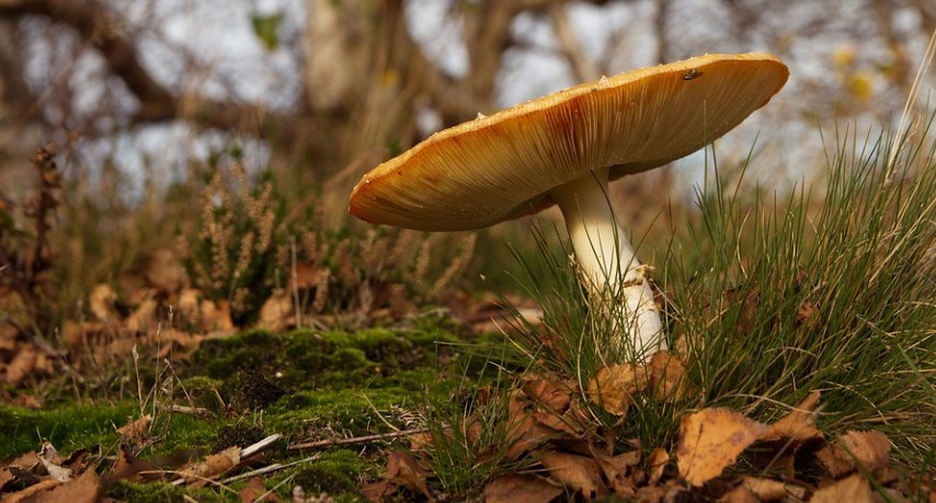 9a-amanita