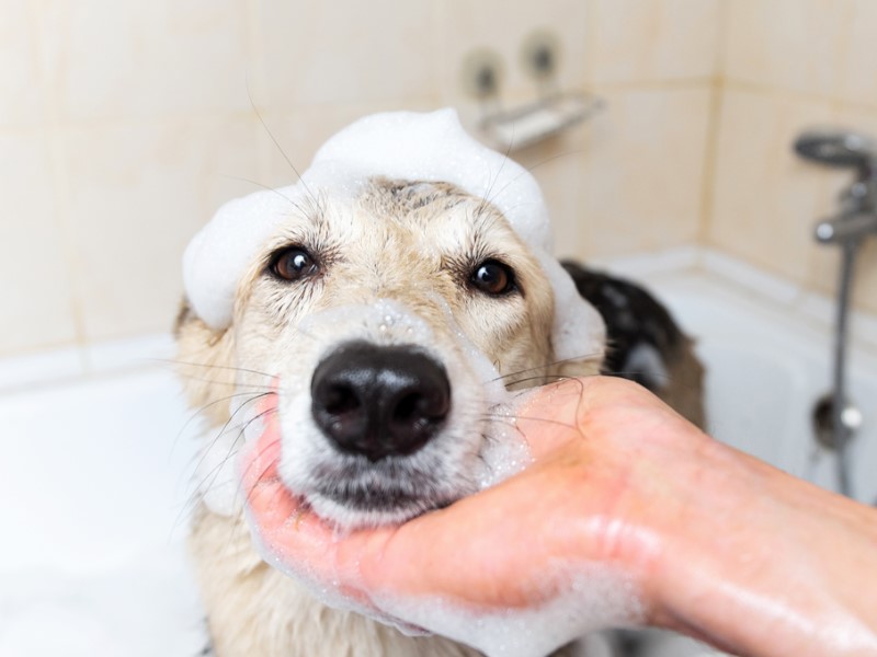 treatments for fleas on the dog