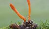 Boost Your Pre-workout Energy with Cordyceps