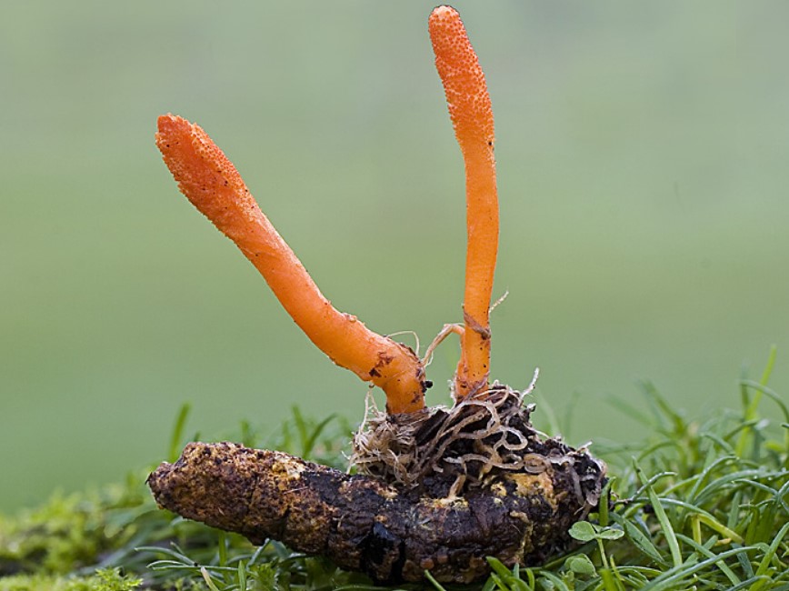 cordyceps-4-P